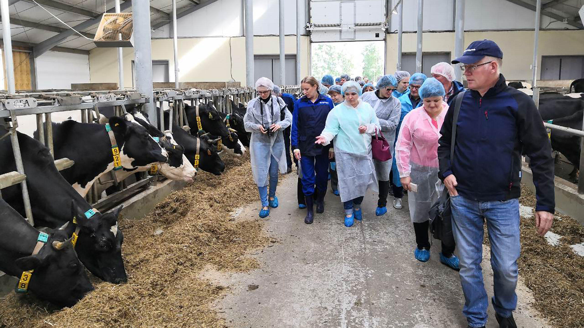 Gruppe in Schutzkleidung bei Besichtigung eines Kuhstalls