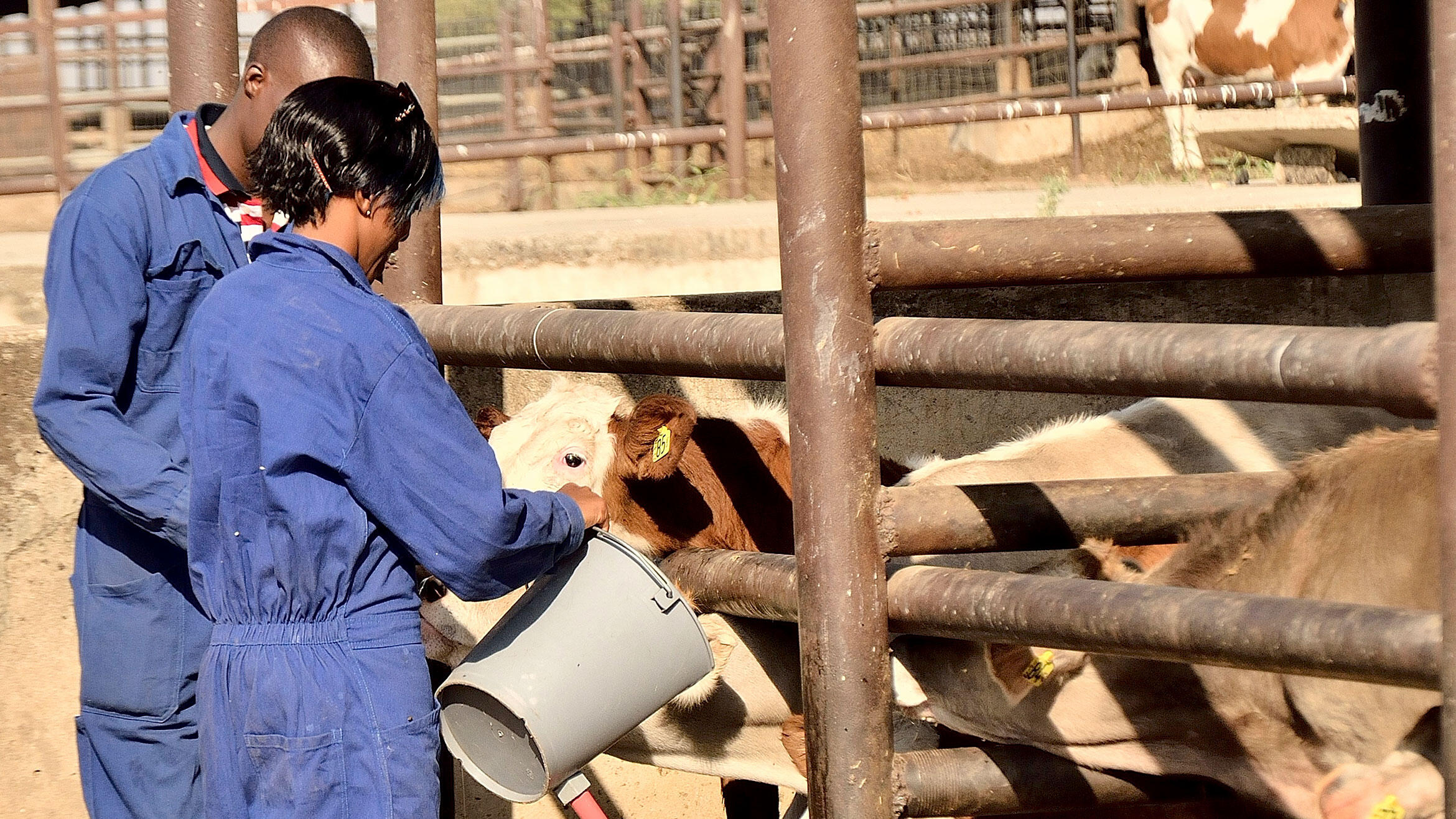 two nigerians feed calves