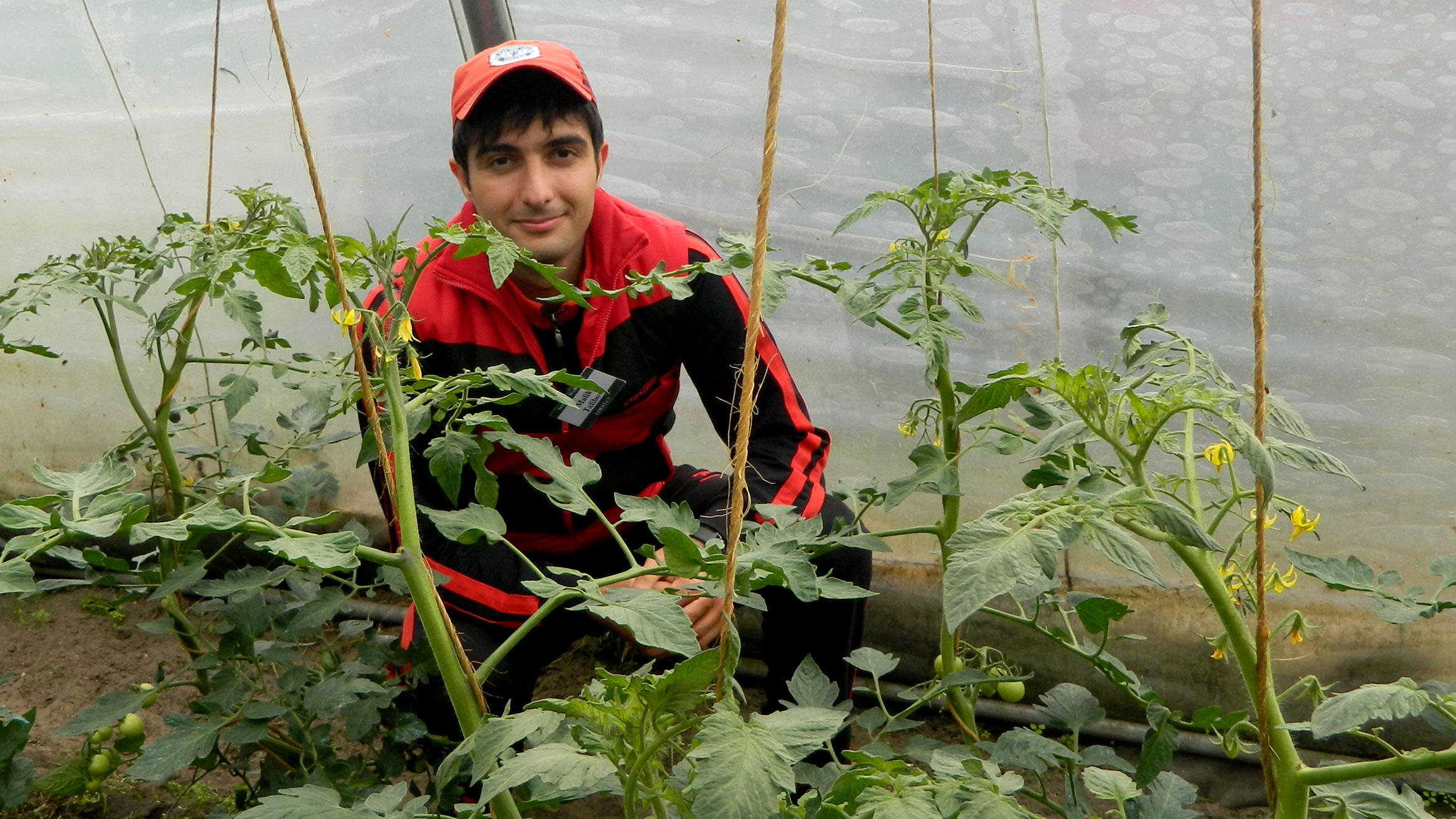 man squats between tomato plants